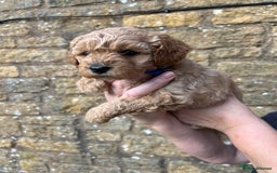 Cavachon dogs for sale: Cavapoochon puppies  - Image 10