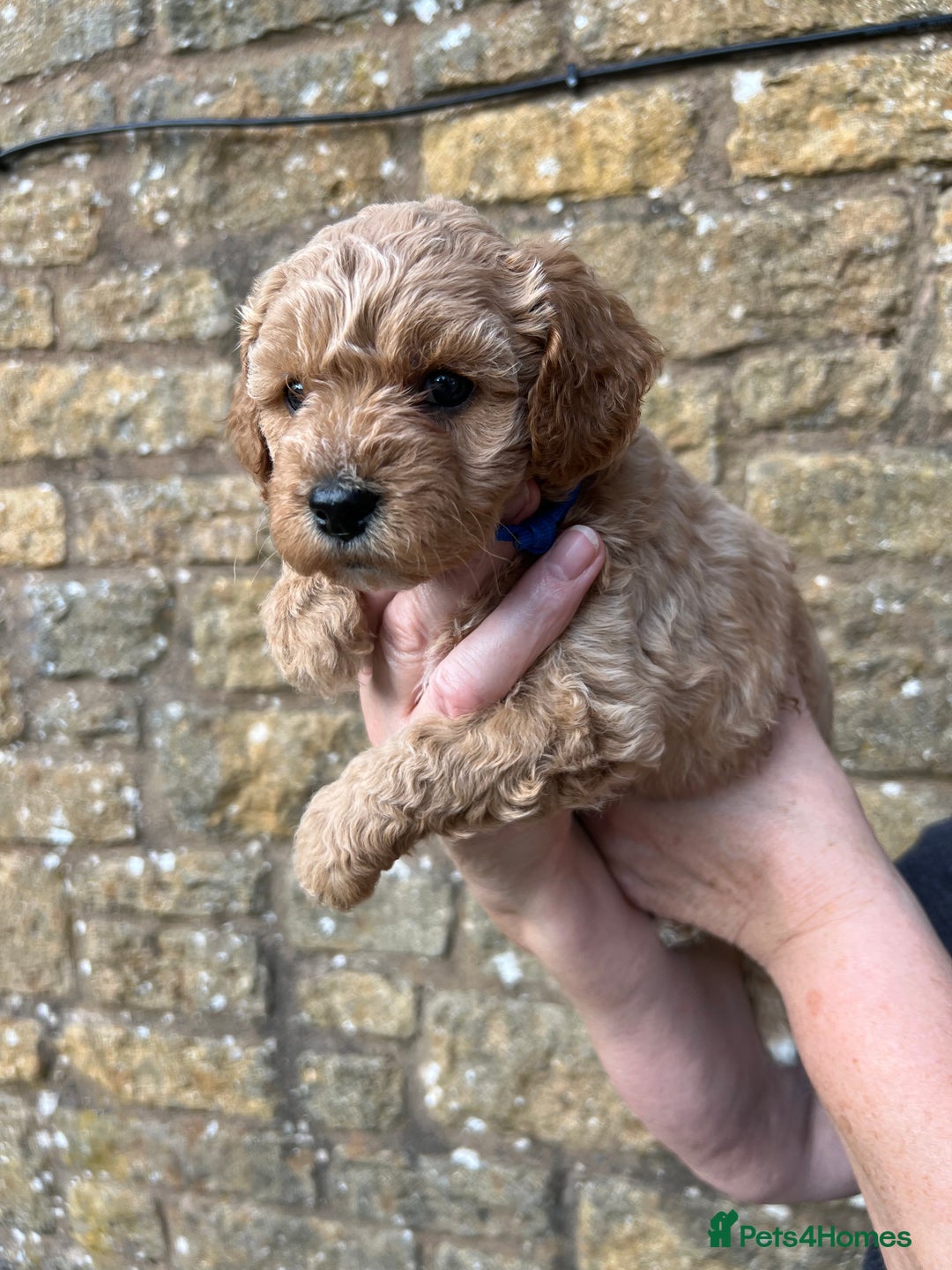 Cavachon dogs for sale: Cavapoochon puppies  - Image 10