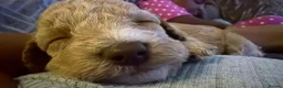 Cockapoo dogs for sale: ⭐⭐OUTSTANDING COCKAPOO PUPPIES⭐⭐ in Melton Mowbray - Advert 18