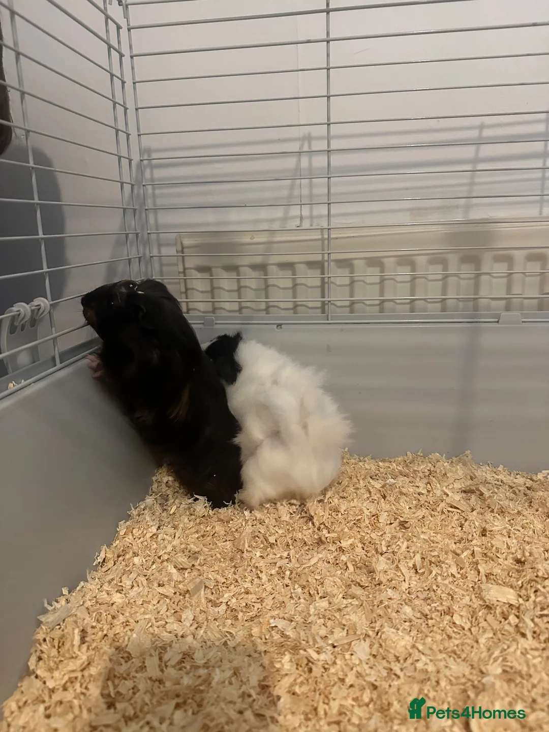 Guinea Pig rodents for sale: Guinie pigs for sale  in Wolverhampton - Advert 5