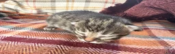 Mixed Breed cats for sale: Beautiful British Shorthaired Cross Kittens - Advert 9