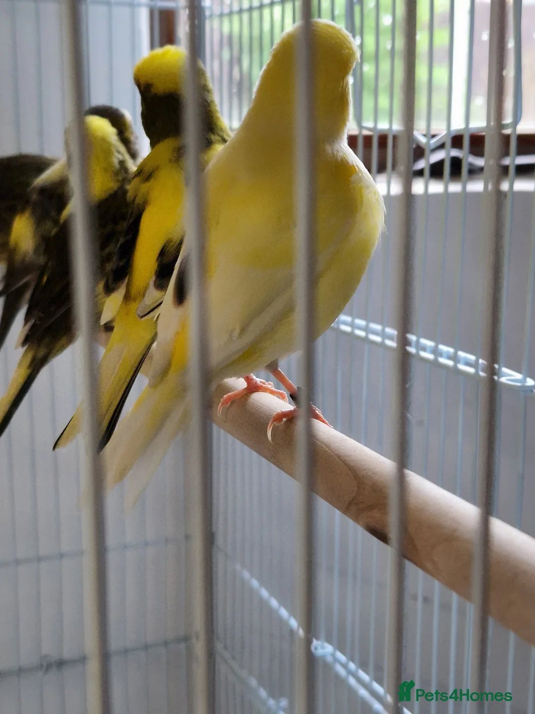 Canaries birds for sale: Fife + Opal Agage + Lizard Canaries - Advert 8