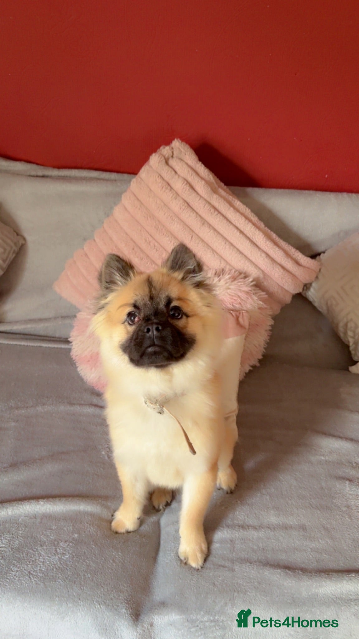 Mixed Breed dogs Marley moo - Advert 2