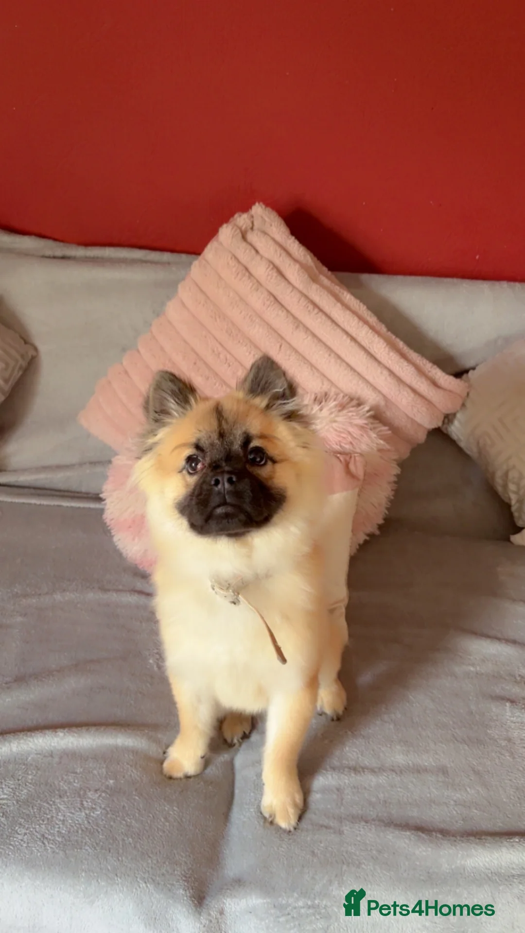 Mixed Breed dogs for sale: Marley moo - Advert 1