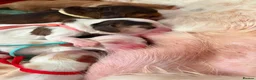 Cocker Spaniel dogs for sale: LICENSED BREEDER KC HEALTH TESTED SHOW COCKERS - Advert 5