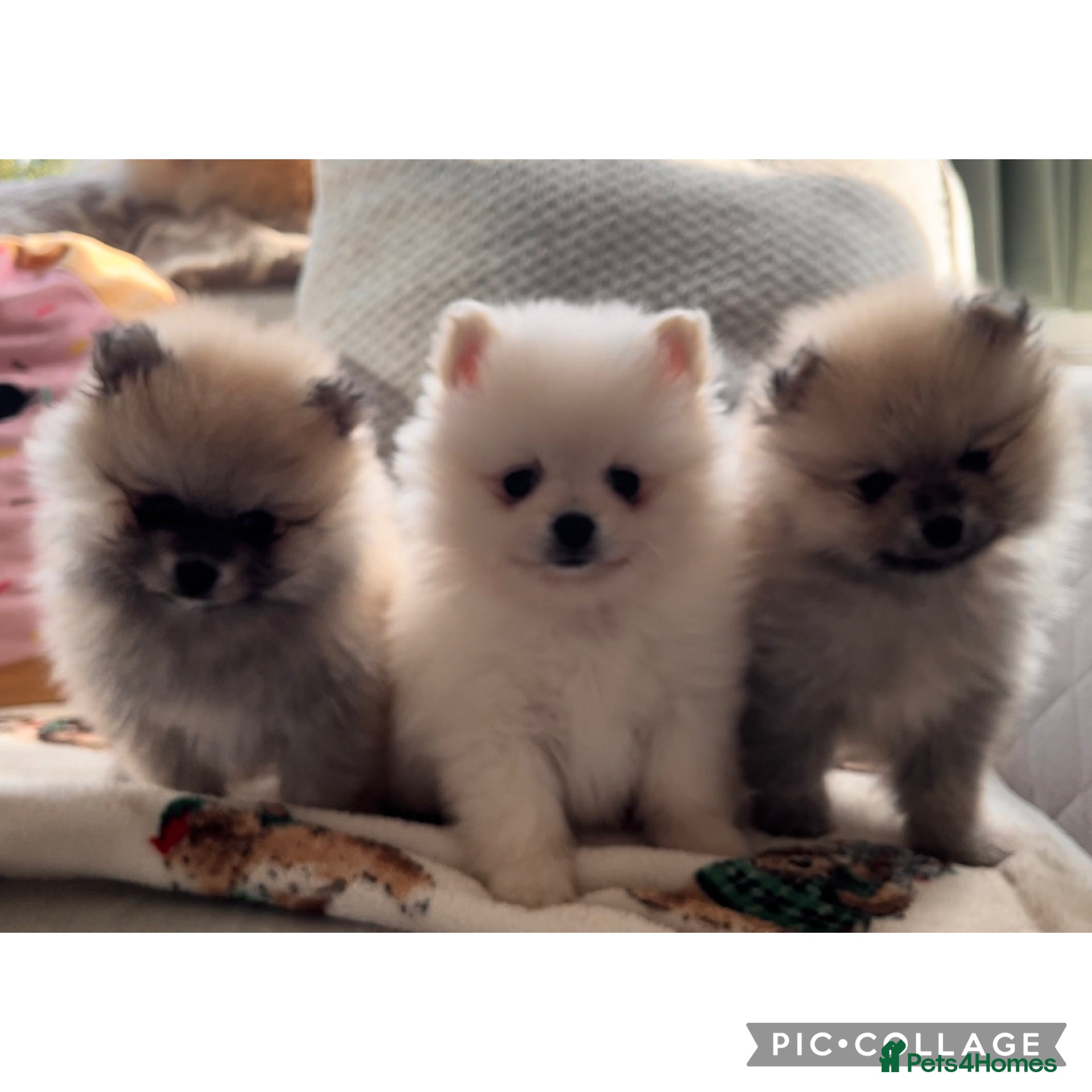 Pomeranian dogs Pomeranian pups - Advert 14