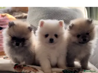 Pomeranian dogs Pomeranian pups - Advert 14