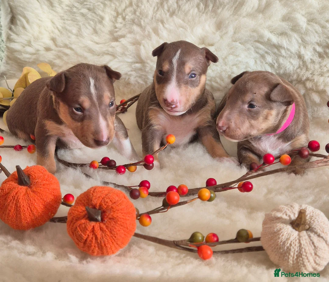 Miniature Bull terrier dogs for sale: REDUCED Exclusive Miniature Bull Terrier Pups  - Advert 4