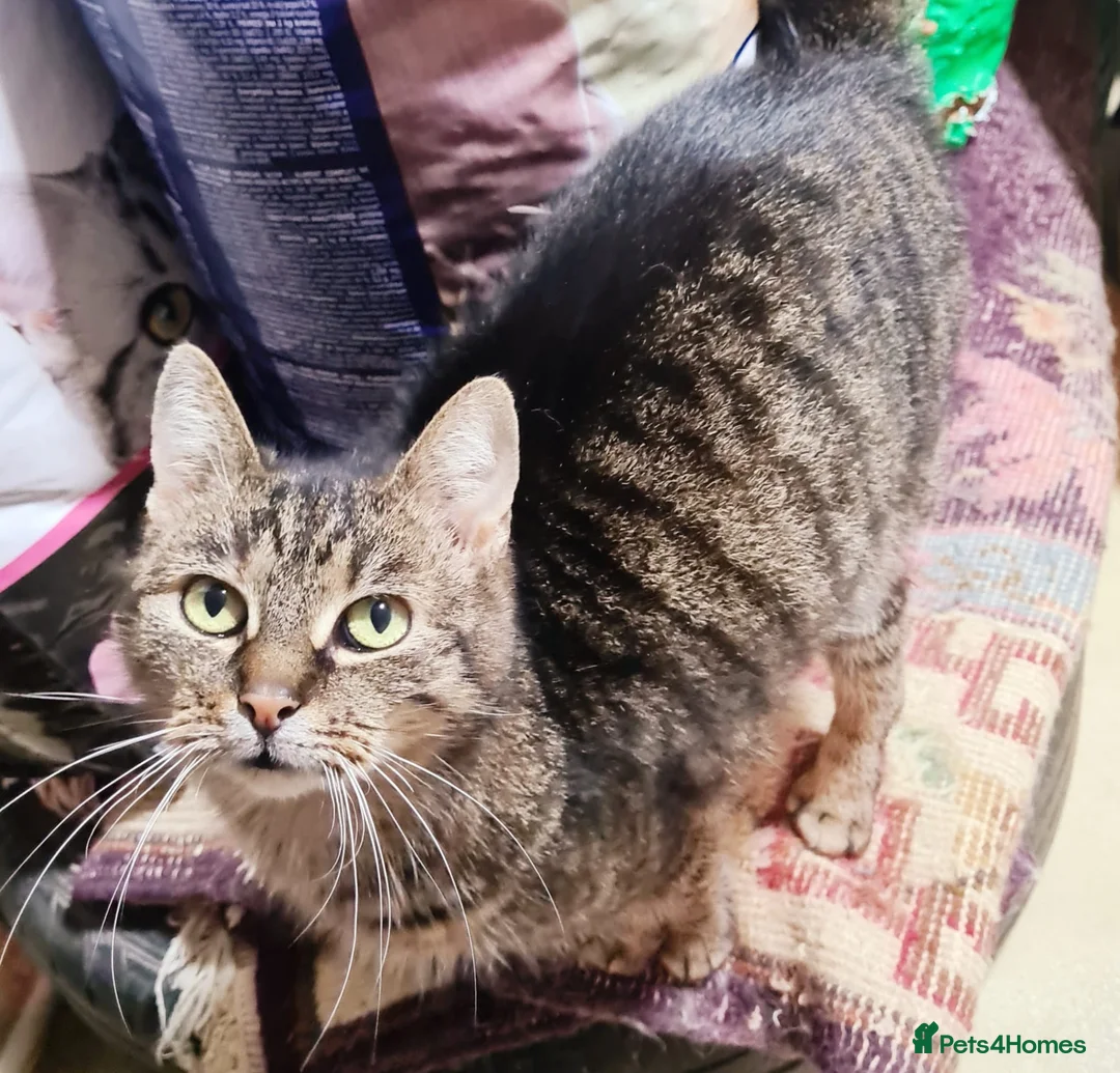 Mixed Breed cats for adoption: 🐾 XENA – a loyal cat for a Loving Home🐾 - Advert 11