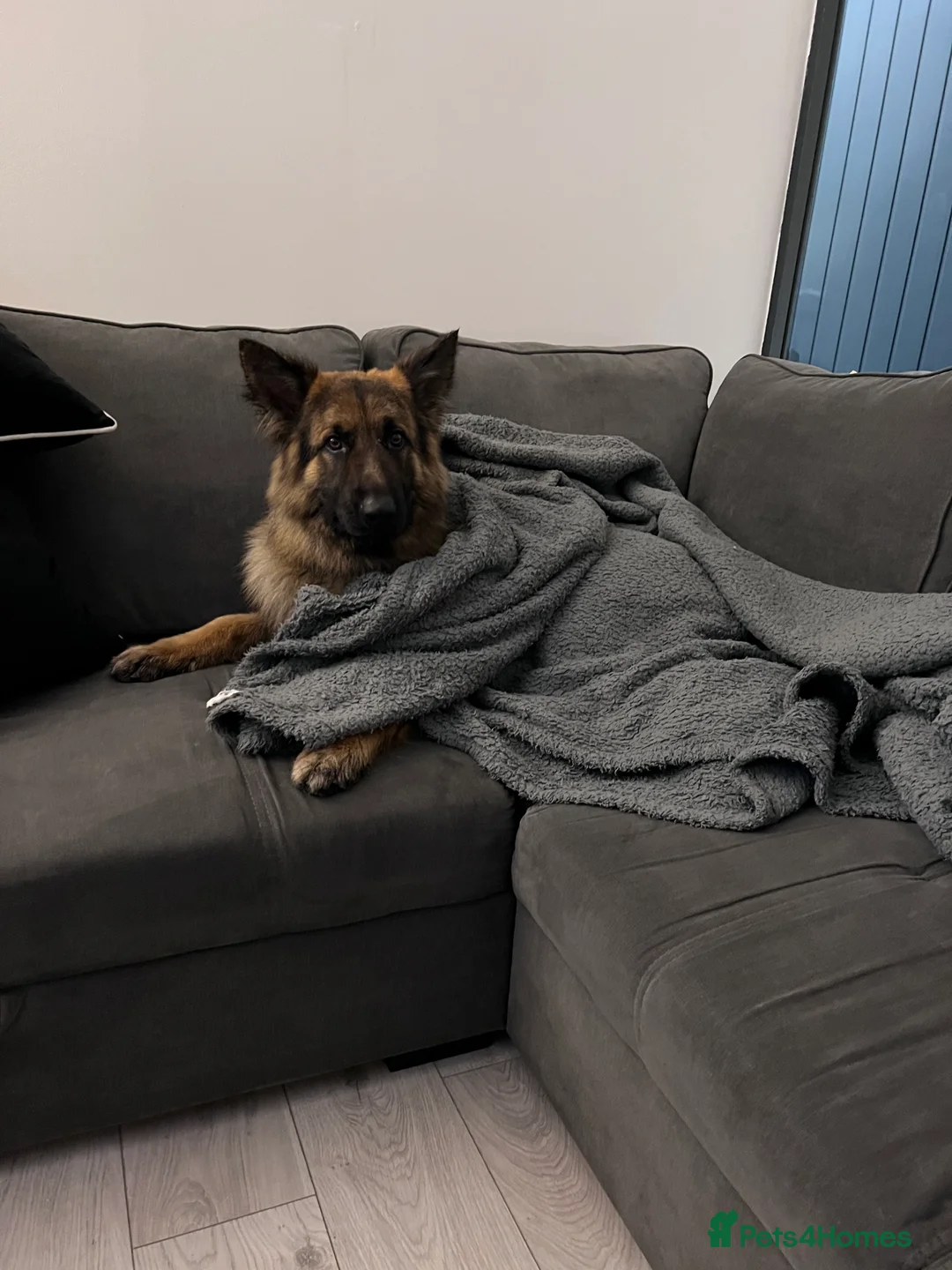 German Shepherd dogs for sale: RE HOMING GERMAN SHEPHERD  - Advert 9