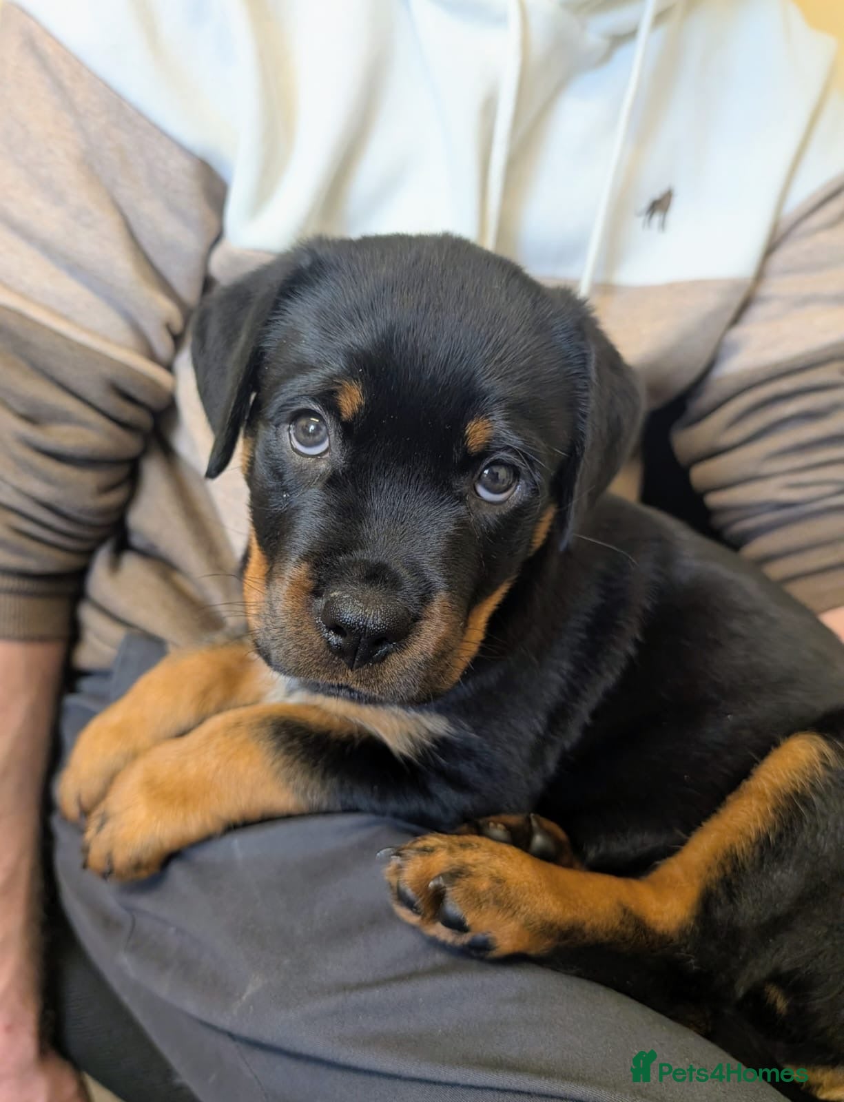 Rottweiler dogs for sale: Female Rottweiler  - Advert 4