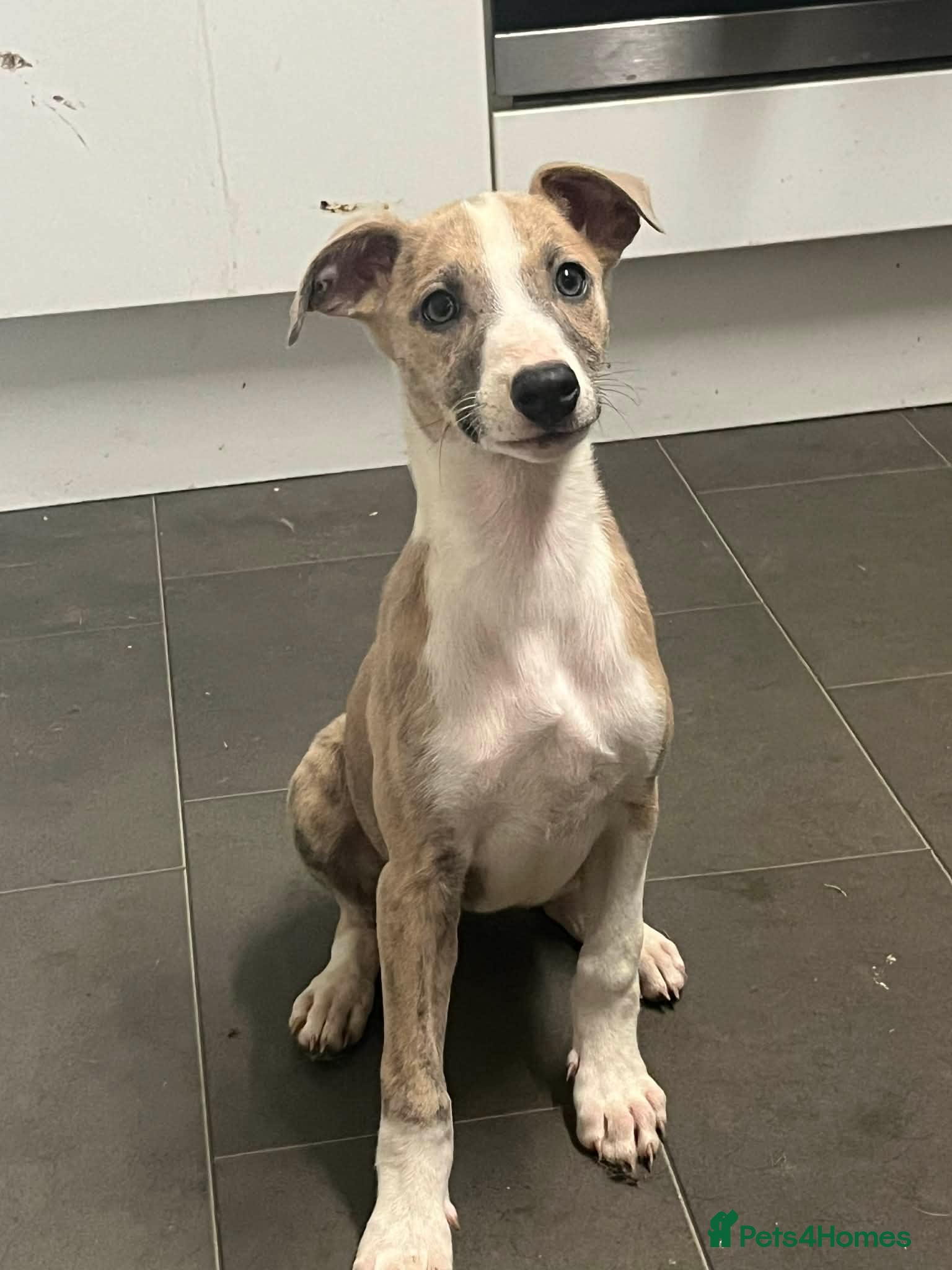 Mixed Breed dogs Gorgeous lurcher puppies - Advert 16