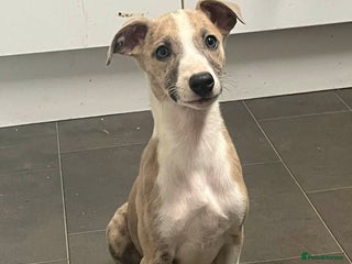 Mixed Breed dogs Gorgeous lurcher puppies - Advert 3