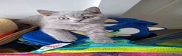 British Shorthair cats for sale: Quality Chunky BSH one boy one girl available  - Advert 5
