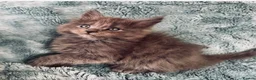 Maine Coon cats for sale: Beautiful large Maine Coon Kittens - Advert 6