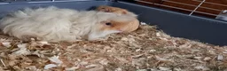 Guinea Pig rodents for sale: Male Guinea Pig pairs - Advert 9