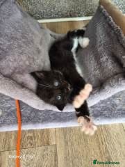 Mixed Breed cats 4 kittens for sale - Advert 2