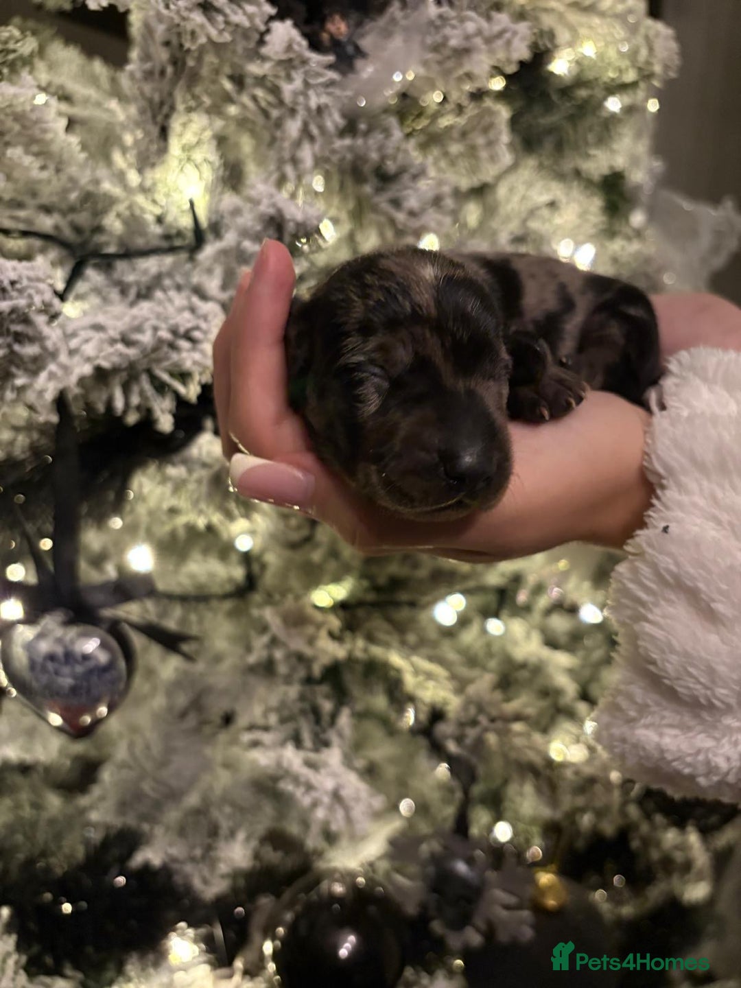 Miniature Dachshund dogs for sale: Miniature dapple daschund puppies for sale - Advert 17