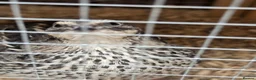 Quail poultry for sale: Corturnix quail fertile eggs - Advert 13