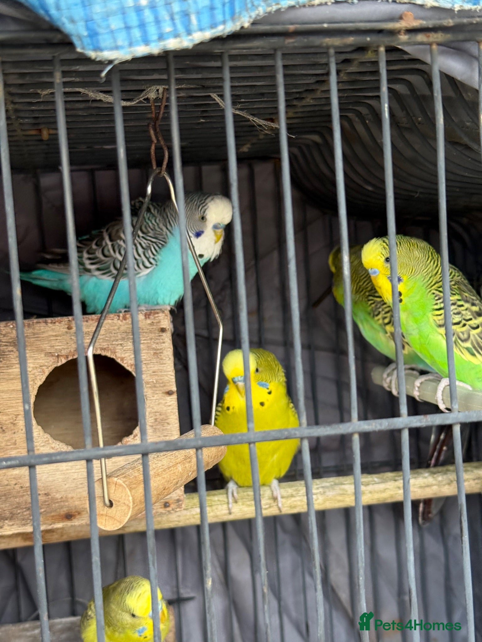 Budgerigars birds Budgies for sale  - Advert 2