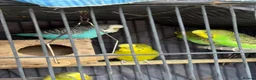 Budgerigars birds for sale: Budgies for sale  in Manchester - Advert 1