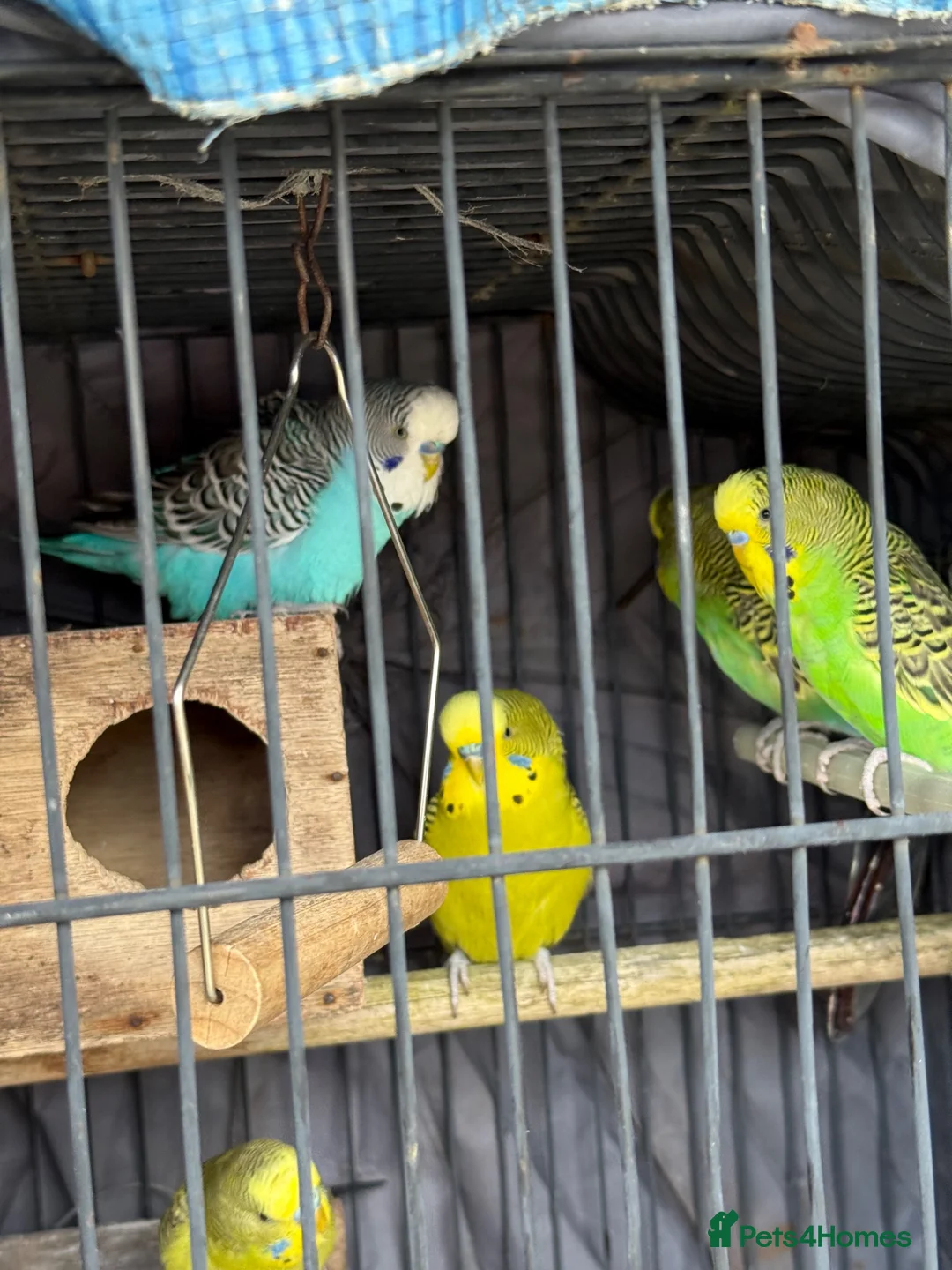 Budgerigars birds for sale: Budgies for sale  in Manchester - Advert 1