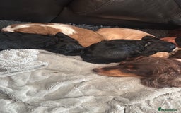 Cocker Spaniel dogs for sale: Working KC cocker spaniels  - Image 16