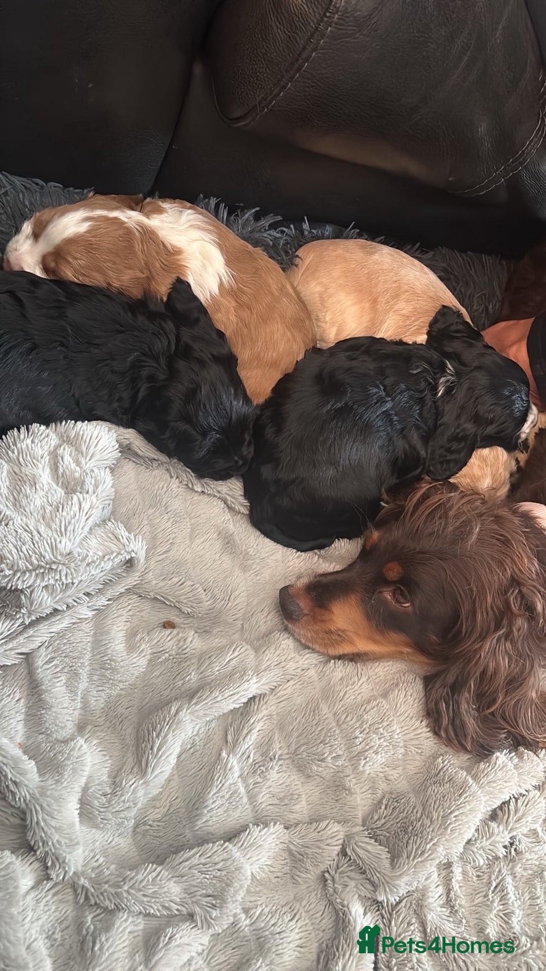 Cocker Spaniel dogs for sale: Working KC cocker spaniels  - Image 16