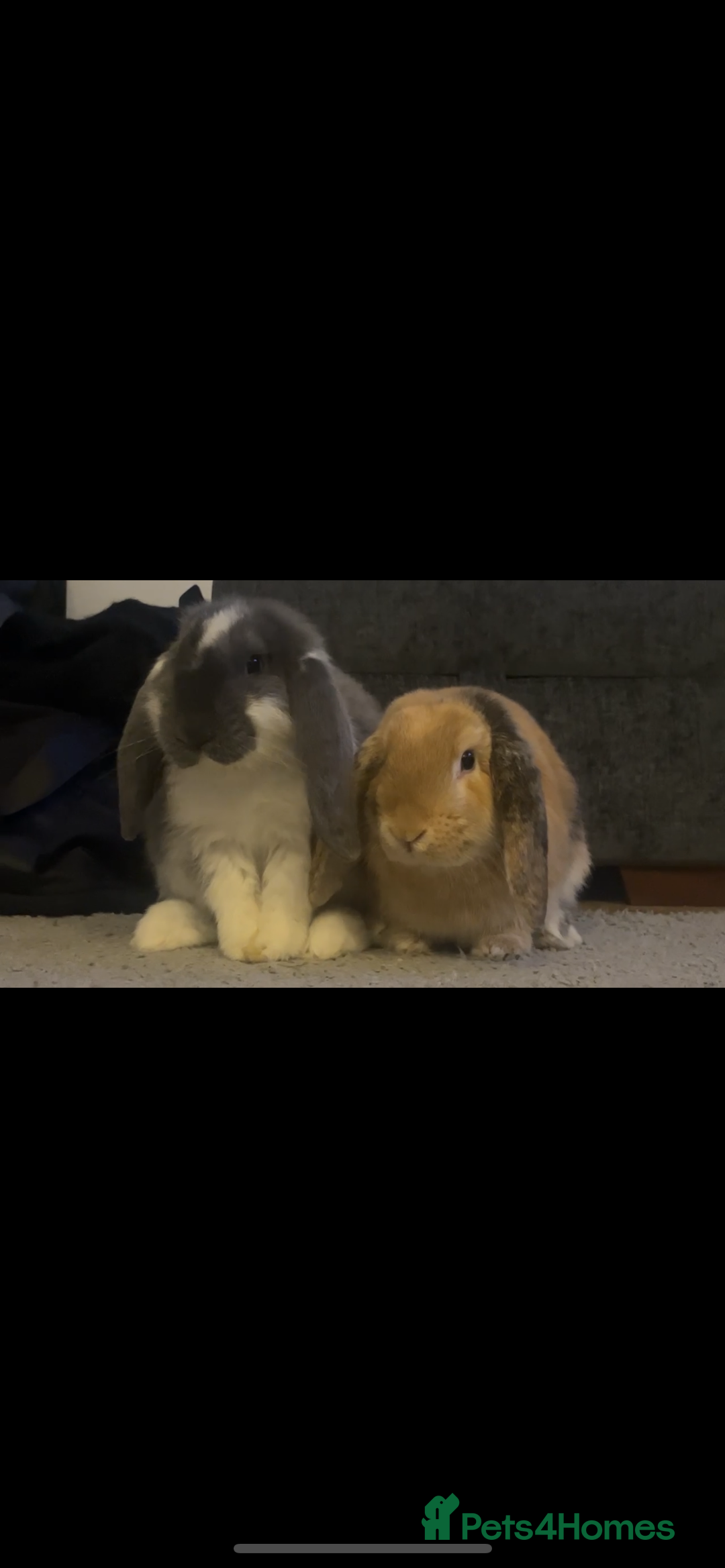 English Lop rabbits for sale: Bonded pair of rabbits for sale - Advert 1