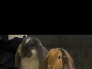 English Lop rabbits Bonded pair of rabbits for sale - Advert 2