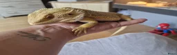 Bearded Dragon reptiles for sale: Male 14 month old bearded dragon with setup  in Nottingham - Advert 4
