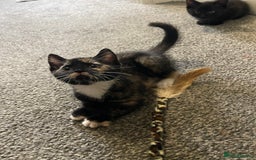 Mixed Breed cats for sale: 5 Kittens for sale  - Image 19
