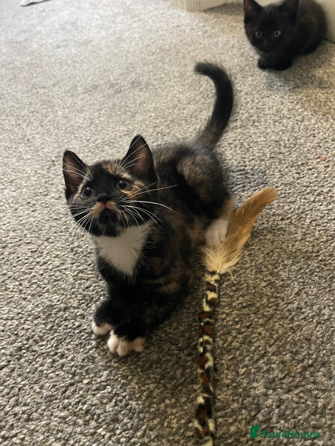 Mixed Breed cats for sale: 5 Kittens for sale  - Image 19