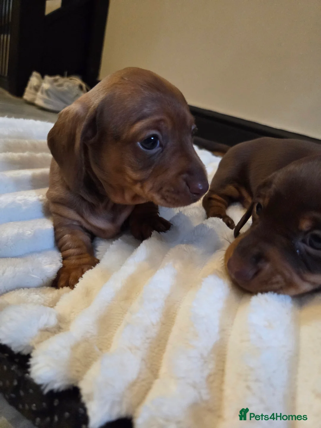 Miniature Dachshund dogs for sale: 3 Gorgeous Mini Dachshunds - Advert 5