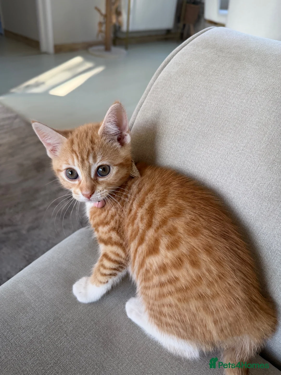 British Shorthair cats for sale: Ginger BSH 4 month old cat  - Advert 4