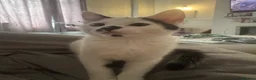 Mixed Breed cats for sale: Mixed Breed Kittens - Advert 3