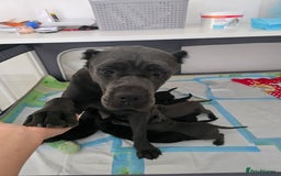 Cane Corso dogs for sale: Cane corso puppies rehom - Image 6
