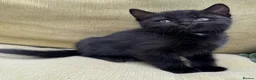 British Shorthair cats for sale: British Shorthair kittens - Advert 33