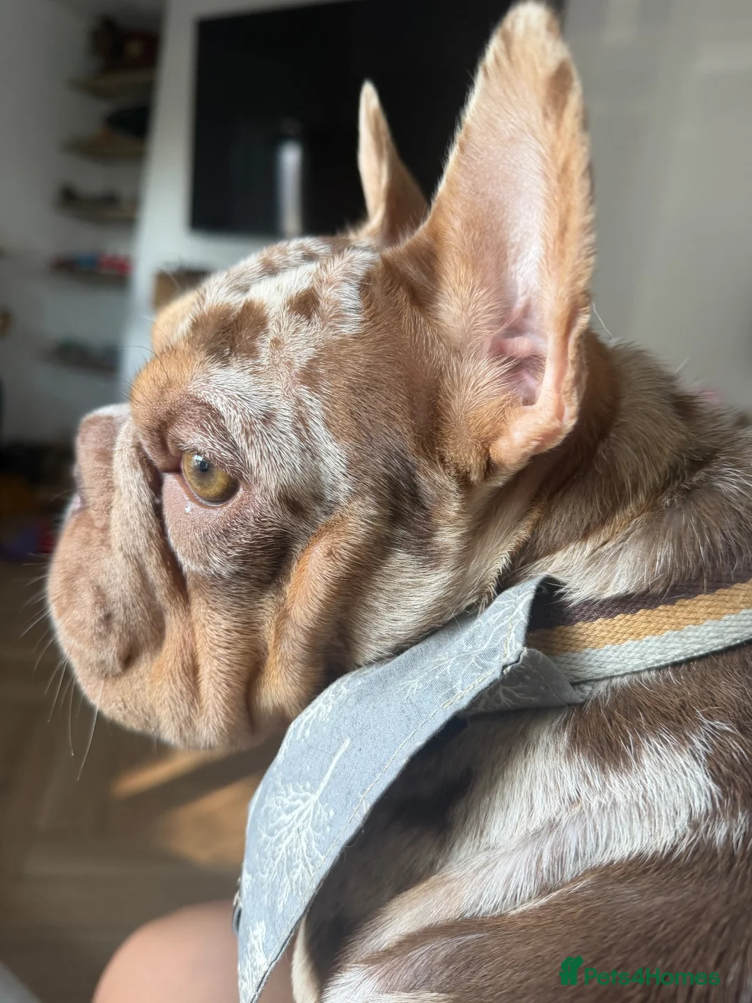 French Bulldog dogs for sale: KC reg French bulldog female rojo tan and merle  - Advert 7