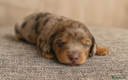 Miniature Dachshund dogs for sale: Long haired minature dachshunds pups  - Image 2