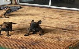 Belgian Shepherd Dog dogs for sale: 9 Belgian malinois puppies 🧬‼️ - Image 13