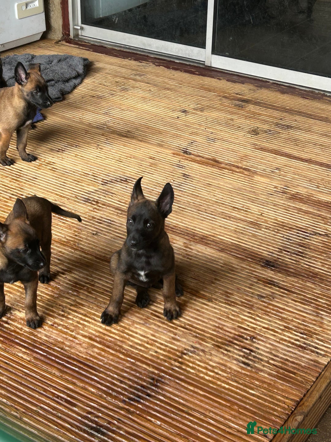 Belgian Shepherd Dog dogs for sale: 9 Belgian malinois puppies 🧬‼️ - Image 13
