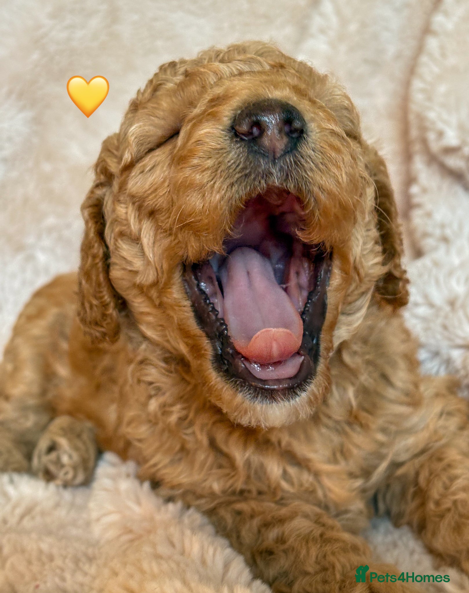 Labradoodle dogs for sale: Beautiful Australian Labradoodle Pups - Advert 16