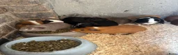 Guinea Pig rodents for sale: Baby guinea pigs  - Advert 17