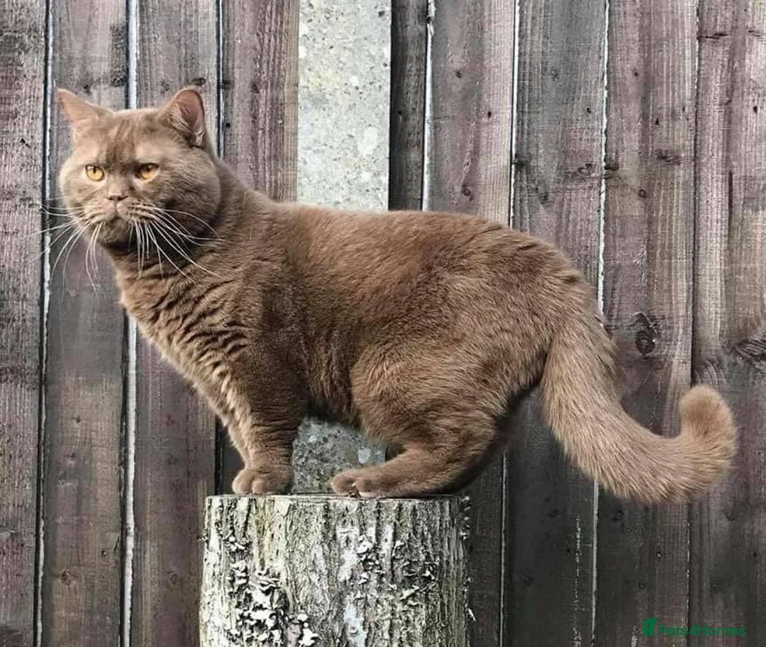 British Shorthair cats for stud: Supreme Grand Champion 🥇🏆🏅 in Northolt - Advert 4