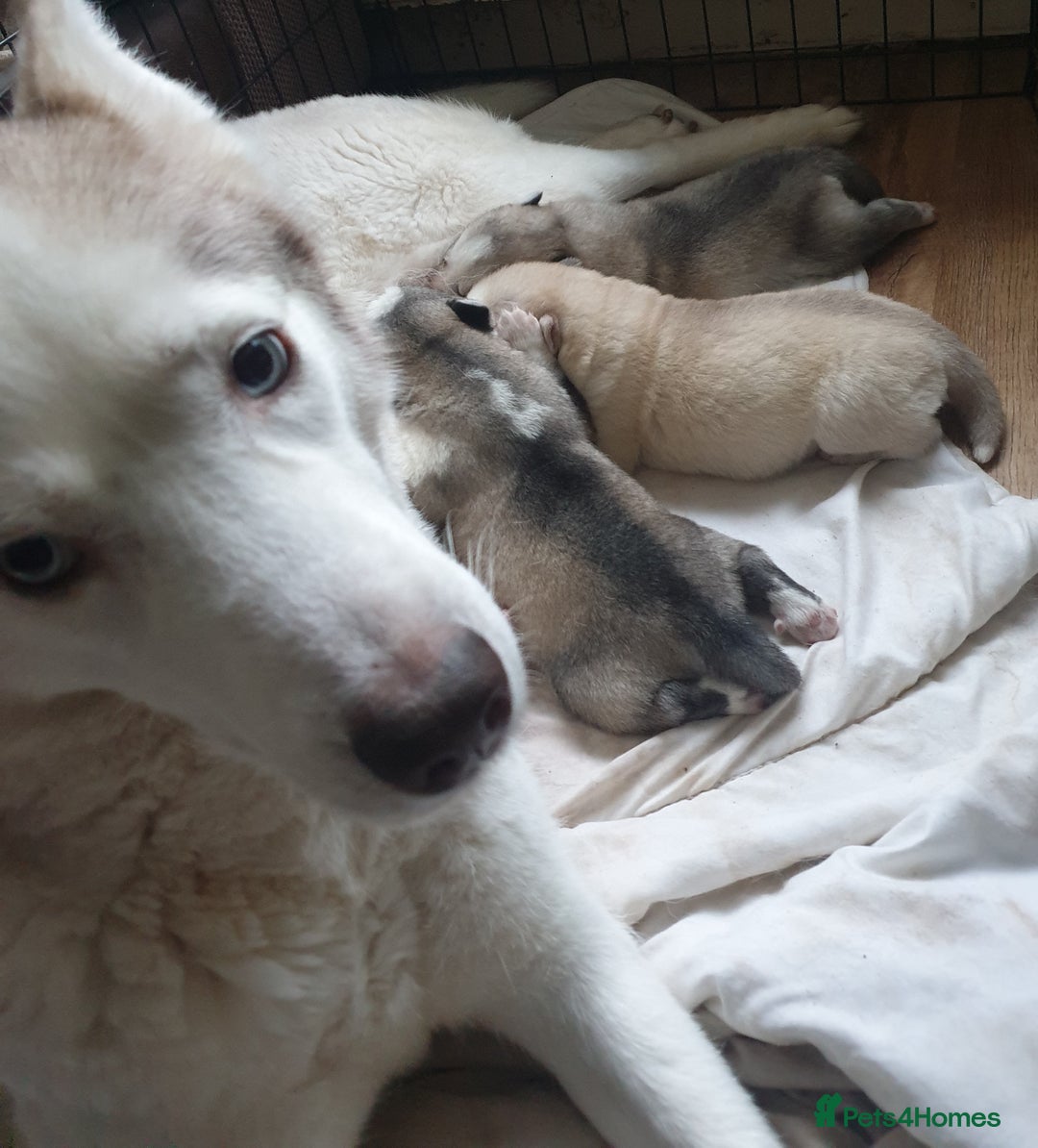 Siberian Husky dogs for sale: 3 Siberian Husky puppies - Advert 9