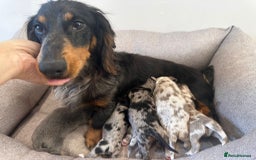 Miniature Dachshund dogs for sale: Miniature Dachshund Puppies  - Image 17