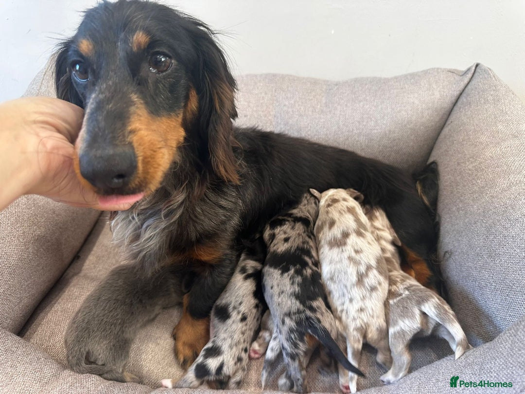 Miniature Dachshund dogs for sale: Miniature Dachshund Puppies  - Image 17