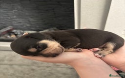 Mixed Breed dogs for sale: Jug and miniature dachshund mix pups - Image 13
