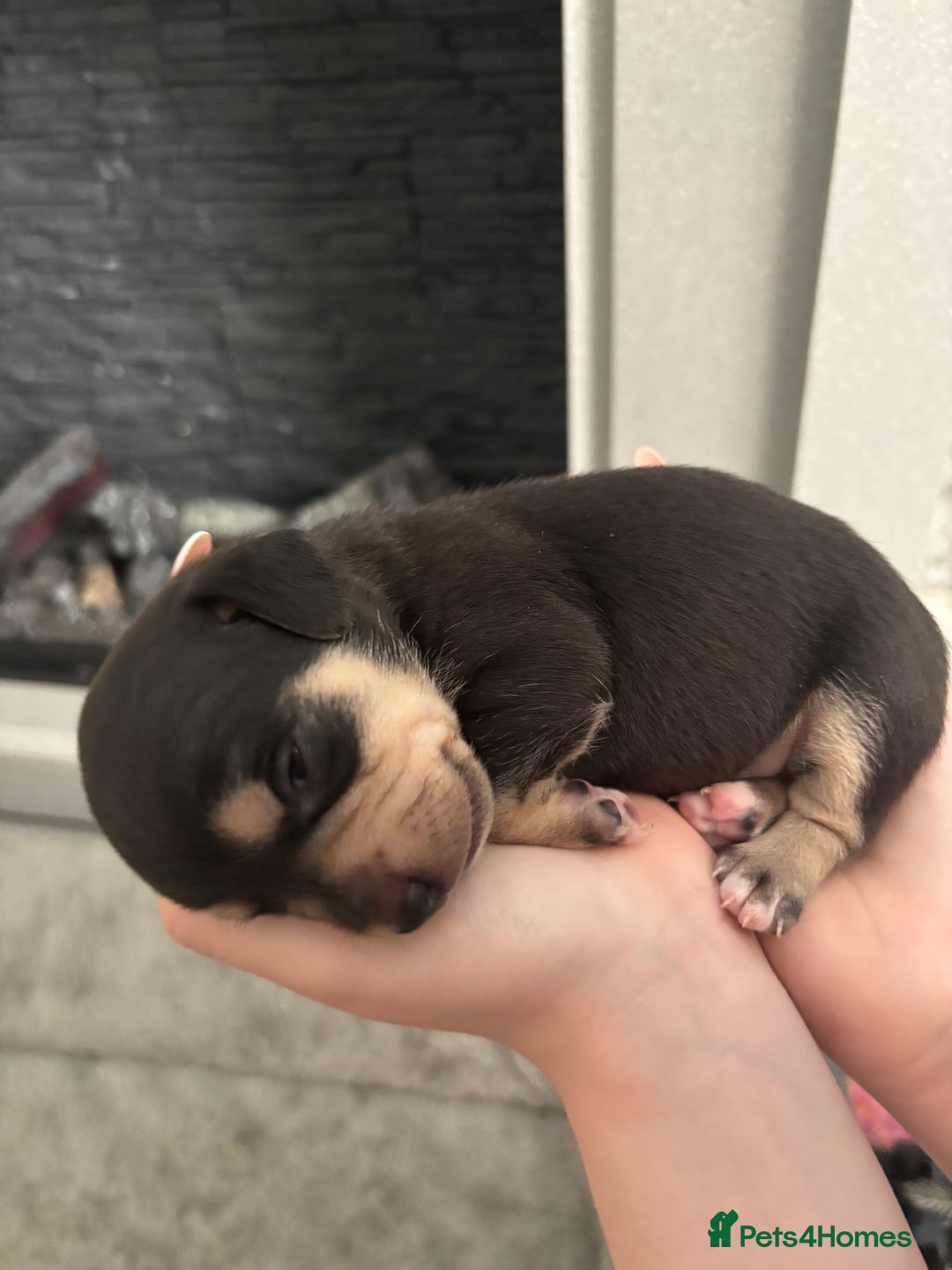 Mixed Breed dogs for sale: Jug and miniature dachshund mix pups - Image 13